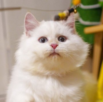 サイベリアン【大阪府・男の子・2025年5月20日・レッドリンクスポイント】の写真「お顔も性格も定着、お迎え後すぐ馴染みやすい」