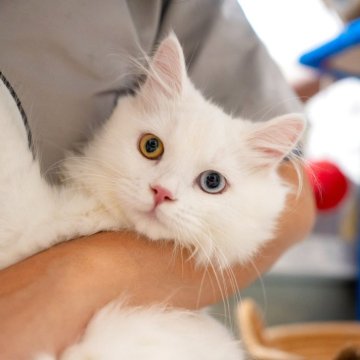 サイベリアン【大阪府・女の子・2025年5月23日・ホワイト】の写真「人慣れで抱っこできます❤️」