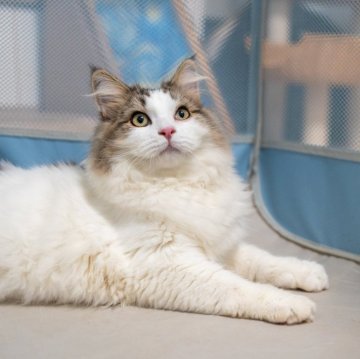 サイベリアン【大阪府・男の子・2025年5月23日・ブラウン&ホワイト】の写真「元気一杯すごく人慣れの甘えんぼ❤️」