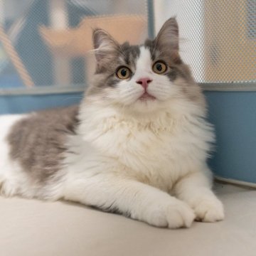 サイベリアン【大阪府・男の子・2025年5月23日・ブルー&ホワイト】の写真「元気一杯すごく人慣れの甘えんぼちゃん❤️」