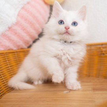 サイベリアン【大阪府・男の子・2025年9月30日・ホワイト（トリプルコート）】の写真「おとなしい美人猫ちゃんです😻」