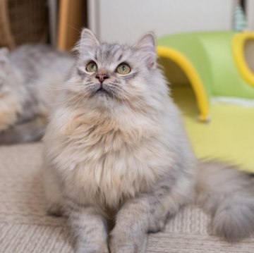 サイベリアン【大阪府・男の子・2025年6月1日・シルバーシェーデット（トリプルコート）】の写真「ふんわりした毛並みが魅力的！」