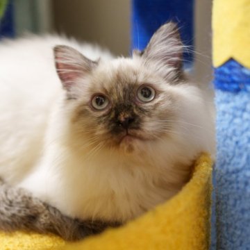 サイベリアン【大阪府・女の子・2024年10月1日・ブルーリンクスポイント】の写真「もふもふで大人しい猫ちゃんです！」