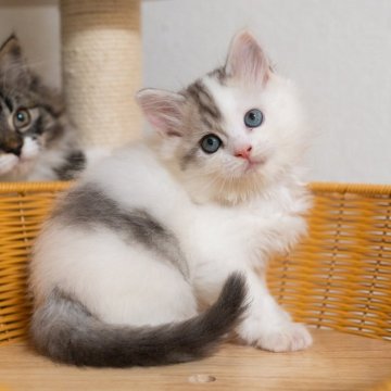 サイベリアン【大阪府・男の子・2025年10月21日・ブラウンタビー（トリプルコート）】の写真「めっちゃ可愛い顔」