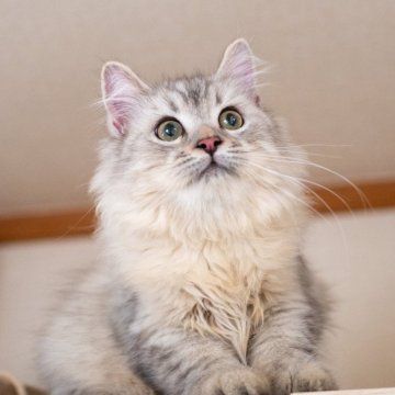 サイベリアン【大阪府・男の子・2025年6月1日・シルバータビー&ホワイト（トリプルコート）】の写真「元気一杯で何でも怖がらない！」