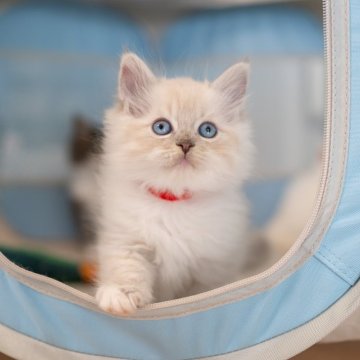 サイベリアン【大阪府・女の子・2025年9月30日・ブルーリンクス(ネヴァマスカレード)（トリプルコート）】の写真「元気一杯可愛いです」