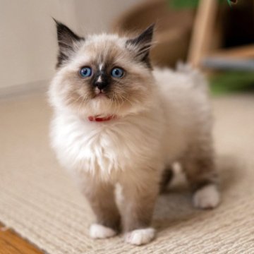 サイベリアン【大阪府・女の子・2025年12月8日・ブルーリンクスポイント(ネヴァマスカレード)（トリプルコート）】の写真「ふわふわ可愛い」