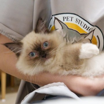 サイベリアン【大阪府・女の子・2025年6月13日・シールポイント（トリプルコート）】の写真「抱っこできる探検好きのお喋りさん」