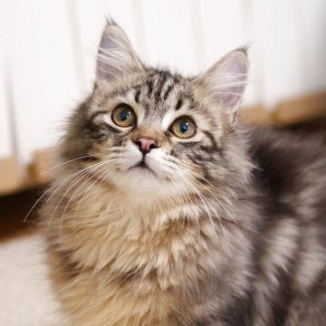サイベリアン【大阪府・男の子・2024年11月22日・ブラウンタビー】の写真「元気いっぱい明るい猫ちゃん」