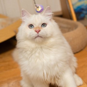 サイベリアン【大阪府・男の子・2025年5月20日・レッドリンクスポイント（トリプルコート）】の写真「優しい性格の可愛い子」