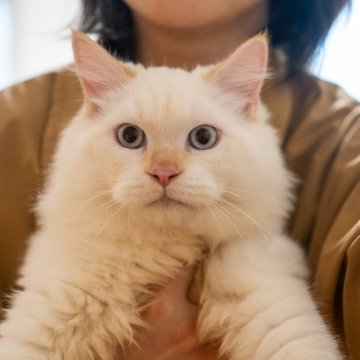 サイベリアン【大阪府・男の子・2025年5月20日・レッドリンクスポイント(トリプルコート)】の写真「甘えんぼちゃん💖ゴロゴロ寄ってくる」