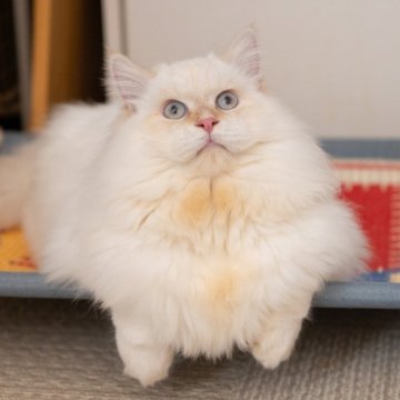 サイベリアン【大阪府・男の子・2025年5月20日・レッドリンクスポイント】の写真「お顔も性格も定着、お迎え後すぐ馴染みやすい」