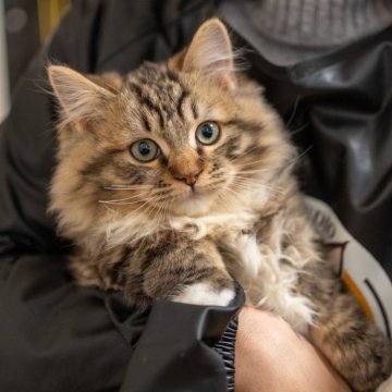 サイベリアン【大阪府・男の子・2025年10月21日・ブラウンタビー（トリプルコート）】の写真「人馴れの可愛い子🥰」