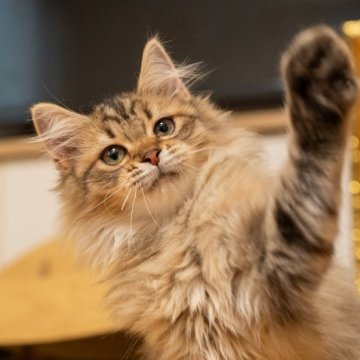 サイベリアン【大阪府・女の子・2025年6月21日・ブラウンタビー（トリプルコート）】の写真「ぬいぐるみ見たい可愛い子」