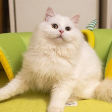 サイベリアン【大阪府・男の子・2025年7月30日・ホワイト】の写真「真っ白な可愛い子❤️」