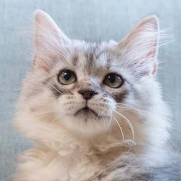 サイベリアン【大阪府・女の子・2025年6月21日・シルバータビー】の写真「可愛いお顔だちで性格の良い子」