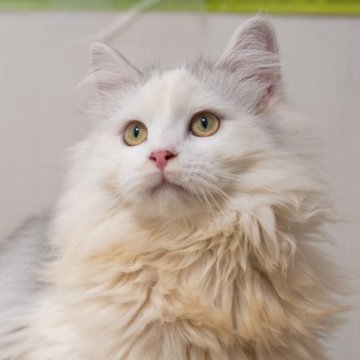 サイベリアン【大阪府・男の子・2025年6月1日・シルバー&ホワイト（トリプルコート）】の写真「可愛いお顔だちで性格の良い子」