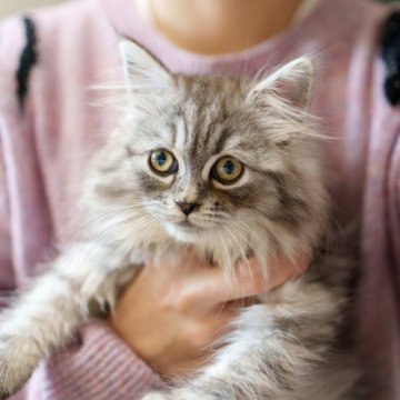サイベリアン【大阪府・女の子・2024年11月22日・シルバータビー&ホワイト（ふわふわ）】の写真「おとなしくて静かな女の子❤️」