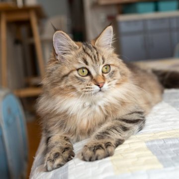 サイベリアン【大阪府・女の子・2025年6月1日・ブラウンタビー】の写真「人馴れの可愛い猫ちゃん🥰」