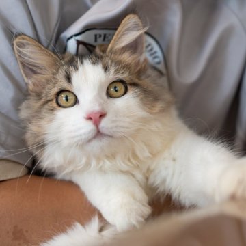 サイベリアン【大阪府・男の子・2025年5月23日・ブラウン&ホワイト】の写真「元気一杯すごく人慣れの甘えんぼ❤️」