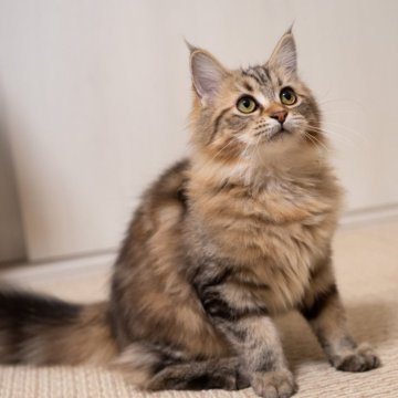 サイベリアン【大阪府・女の子・2025年6月1日・ブラウンタビー】の写真「ふわふわぬいぐるみ見たいなな猫ちゃん🥰」