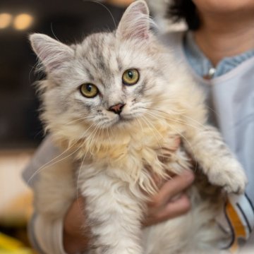 サイベリアン【大阪府・男の子・2025年6月1日・シルバータビー&ホワイト】の写真「元気一杯可愛いです」