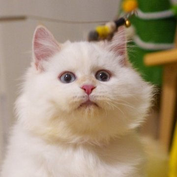 サイベリアン【大阪府・男の子・2025年5月20日・レッドリンクスポイント】の写真「丸顔＆大きな瞳の元気な可愛い仔猫」