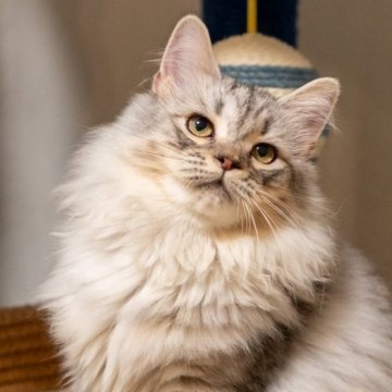 サイベリアン【大阪府・女の子・2025年6月21日・シルバータビー】の写真「触り心地ふわふわ」