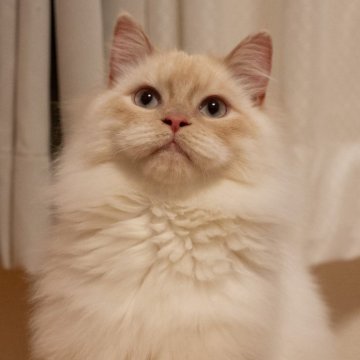 サイベリアン【大阪府・男の子・2025年5月20日・レッドリンクスポイント】の写真「【去勢済】人馴れのおとなしい猫ちゃん」