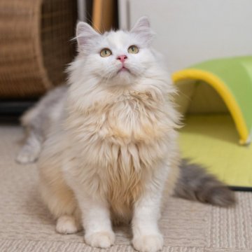 サイベリアン【大阪府・男の子・2025年6月1日・シルバー&ホワイト（トリプルコート）】の写真「可愛いお顔だちで性格の良い子」