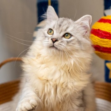 サイベリアン【大阪府・男の子・2025年6月1日・シルバータビー&ホワイト】の写真「元気一杯可愛いです」