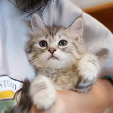サイベリアン【大阪府・女の子・2025年6月1日・シルバーマッカレルタビー】の写真「そっと寄り添うふわふわ娘」