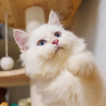 サイベリアン【大阪府・男の子・2025年5月20日・レッドリンクスポイント】の写真「お顔も性格も定着、お迎え後すぐ馴染みやすい」