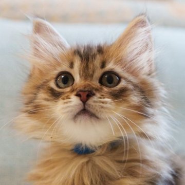 サイベリアン【大阪府・男の子・2025年6月21日・ブラウンタビー（トリプルコート）】の写真「ぬいぐるみ級の愛らし顔と毛並み🐻」