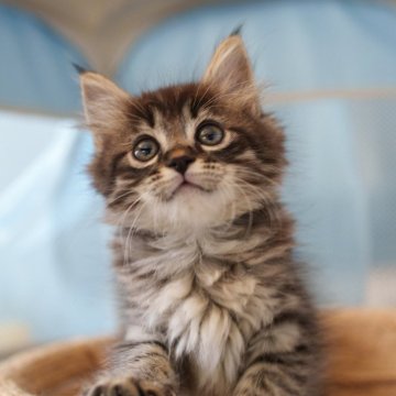 サイベリアン【大阪府・男の子・2025年7月28日・ブラウンタビー（トリプルコート）】の写真「まるい目でめっちゃ可愛い」