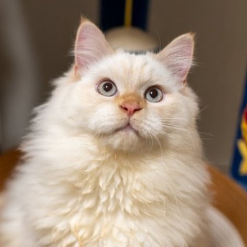 サイベリアン【大阪府・男の子・2025年5月20日・レッドリンクスポイント（トリプルコート）】の写真「顔も性格もしっかり整った甘えん坊ちゃん」