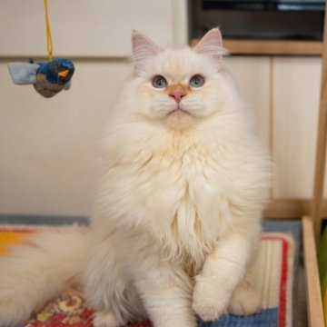 サイベリアン【大阪府・男の子・2025年5月20日・レッドリンクスポイント（トリプルコート）】の写真「【去勢済み】優しい性格の可愛い子」