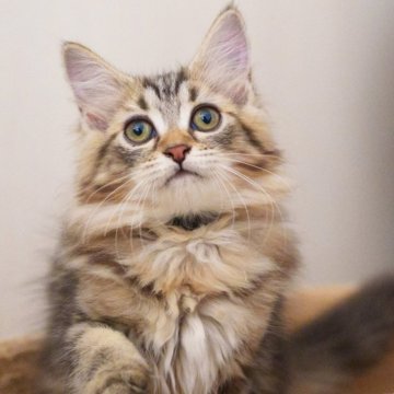 サイベリアン【大阪府・女の子・2025年6月1日・ブラウンタビー】の写真「ふわふわぬいぐるみ見たいなな猫ちゃん🥰」