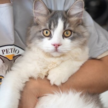 サイベリアン【大阪府・男の子・2025年5月23日・ブルー&ホワイト】の写真「元気一杯すごく人慣れの甘えんぼちゃん❤️」