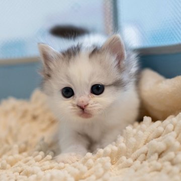 サイベリアン【大阪府・男の子・2025年10月21日・ルバーマッカレルタビー&ホワイト（トリプルコート）】の写真「ふわふわ可愛い」