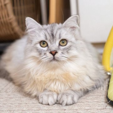 サイベリアン【大阪府・男の子・2025年6月1日・シルバーシェーデット】の写真「元気一杯可愛いです」