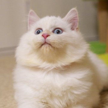 サイベリアン【大阪府・男の子・2025年5月20日・レッドリンクスポイント】の写真「丸顔＆大きな瞳の元気な可愛い仔猫」