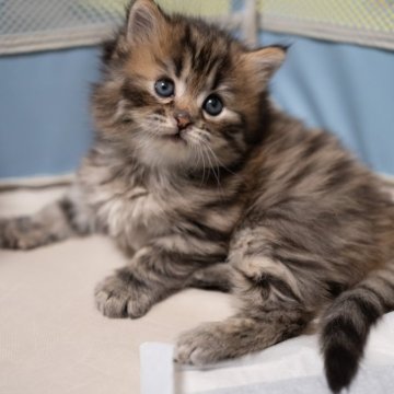 サイベリアン【大阪府・男の子・2025年12月15日・ブラウンタビー（トリプルコート）】の写真「ふわふわ可愛い猫ちゃん🥰」