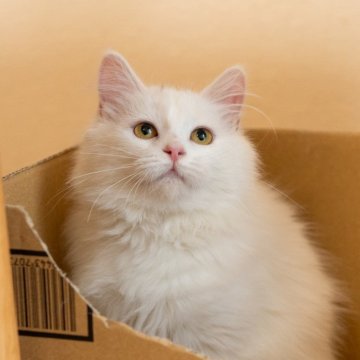 サイベリアン【大阪府・女の子・2025年7月30日・ホワイト】の写真「真っ白な可愛い子❤️」