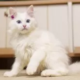 サイベリアン