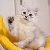 サイベリアン