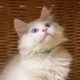 サイベリアン
