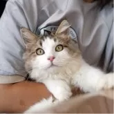 サイベリアン