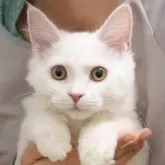 サイベリアン