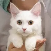 サイベリアン